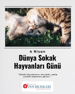 4 NİSAN DÜNYA SOKAK HAYVANLARI GÜNÜ