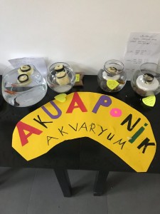 BİYOLOJİ DERSİNDE AQUAPONİK AKVARYUM YAPTIK!